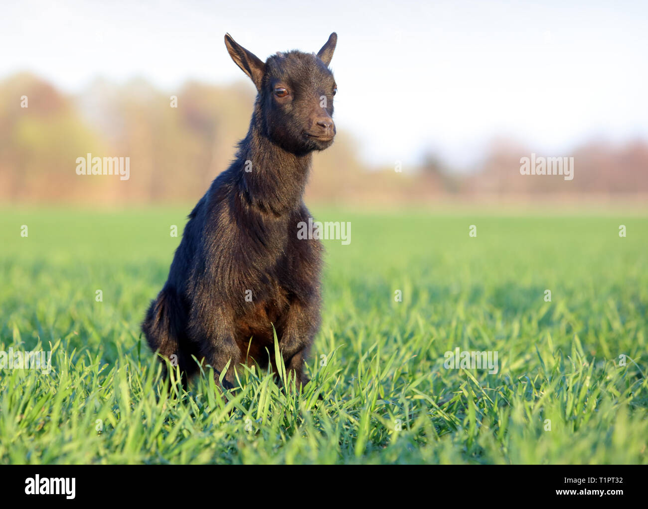 Goat on field Stock Photo