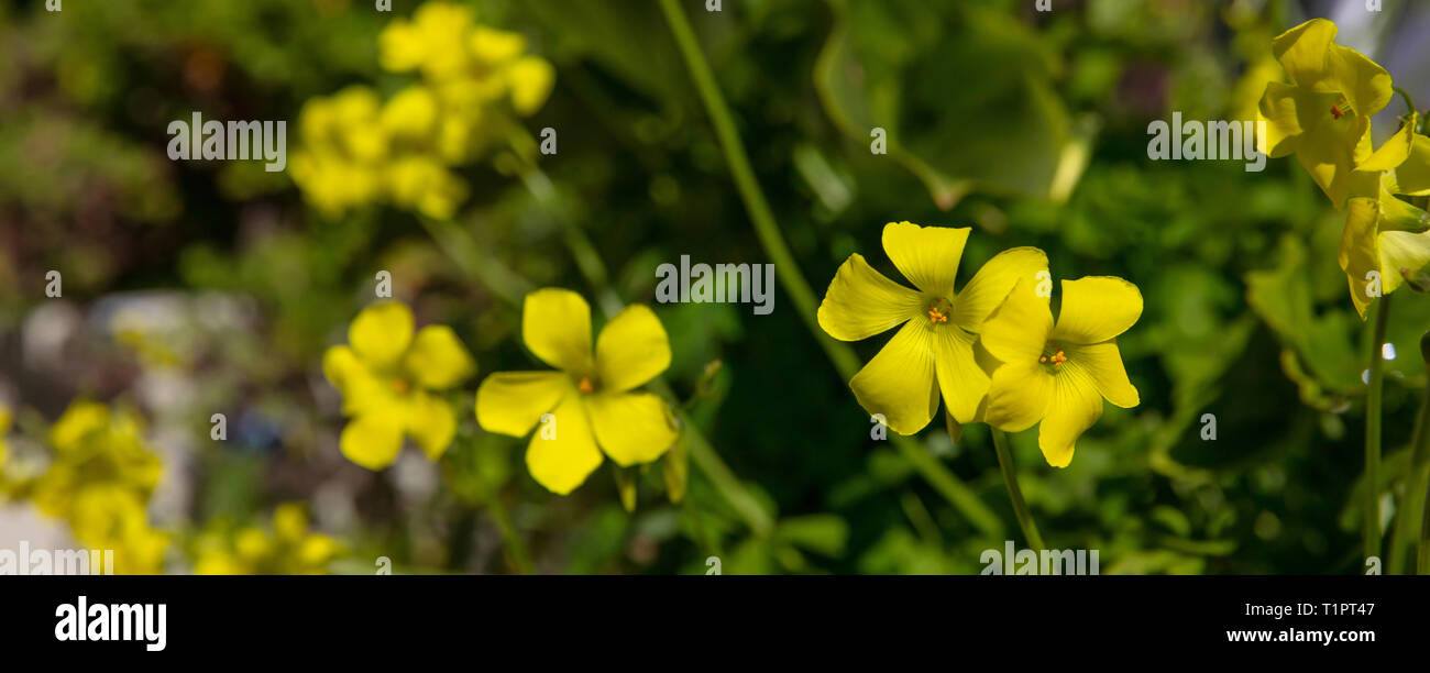 Springtime, easter time. Buttercups wild yellow flowers background, banner, closeup view Stock Photo