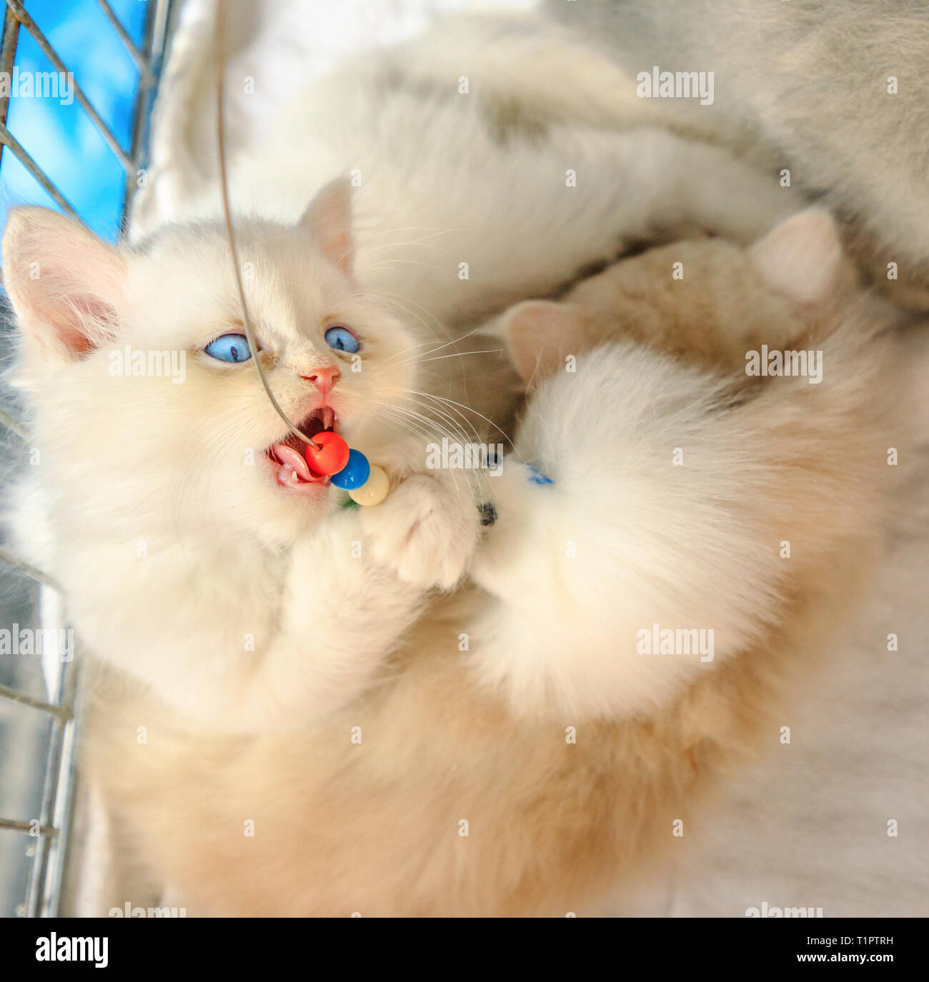 the kitty cat store