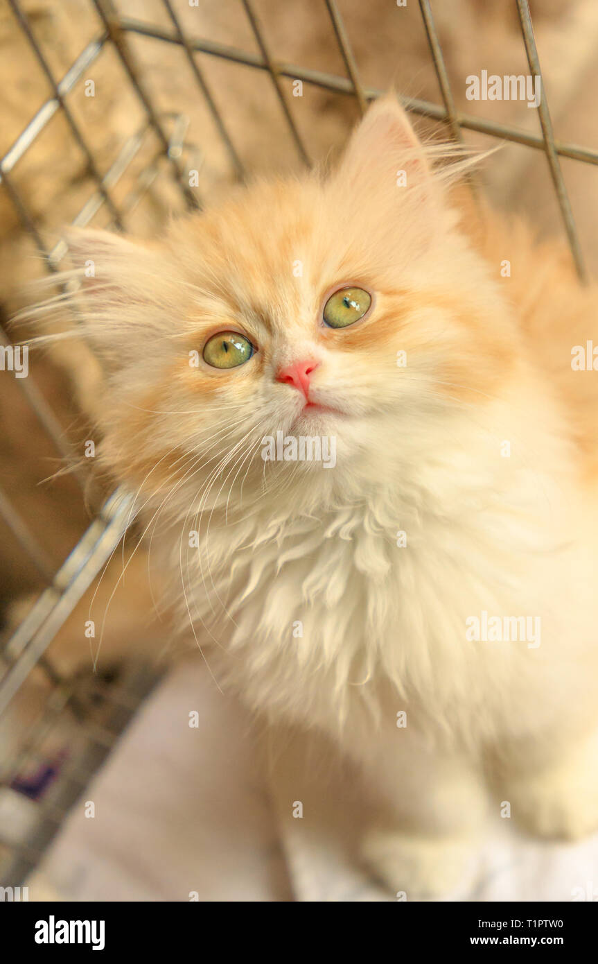 A furry red and white Turkish Angora cub cat looking close up. Kitten ...