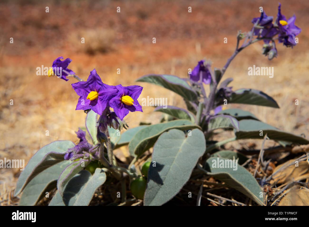 Australia's Bush Tomato in bloom. Stock Photo