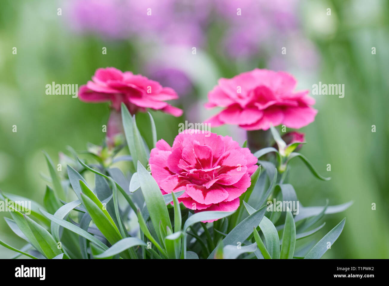 Dianthus flowers in Spring. Stock Photo