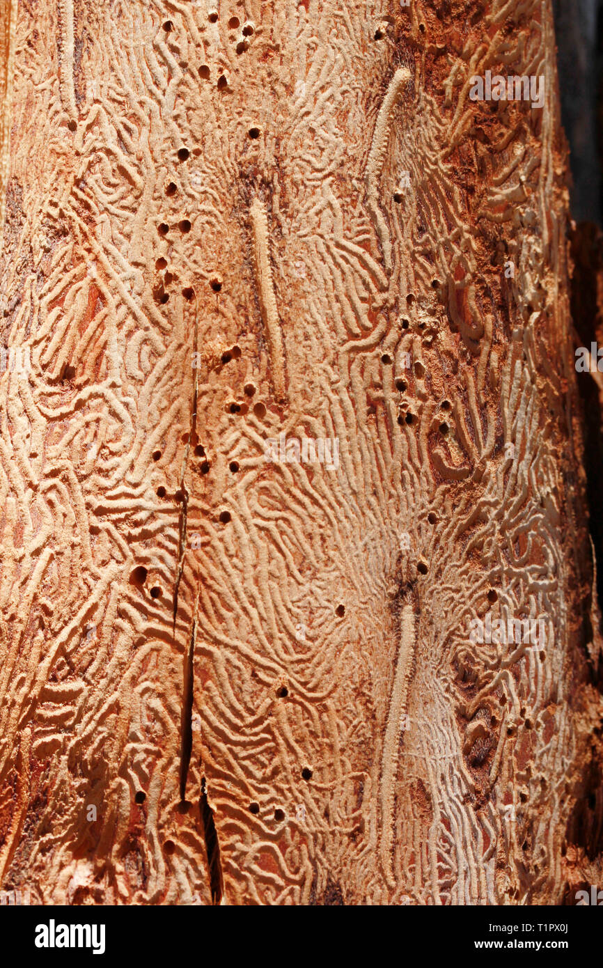 Closeup wormhole in wooden Stock Photo Alamy