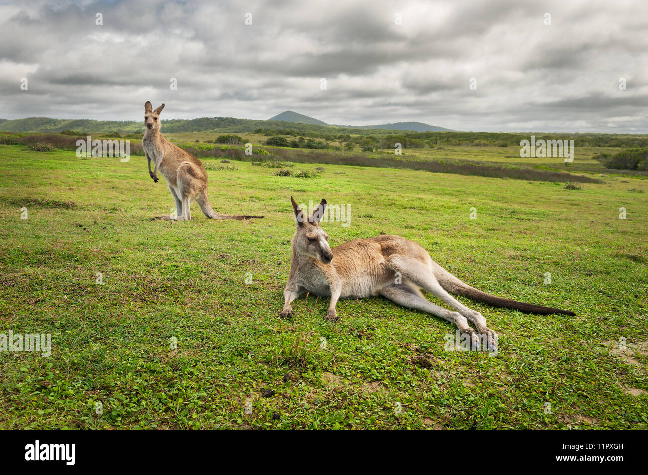 Eastern Grey Kangaroos on a meadow at the Pacific coast. Stock Photo