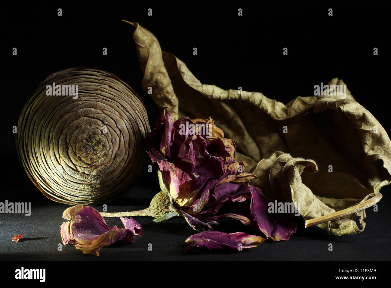 dried rose, leaf and cone Stock Photo Alamy