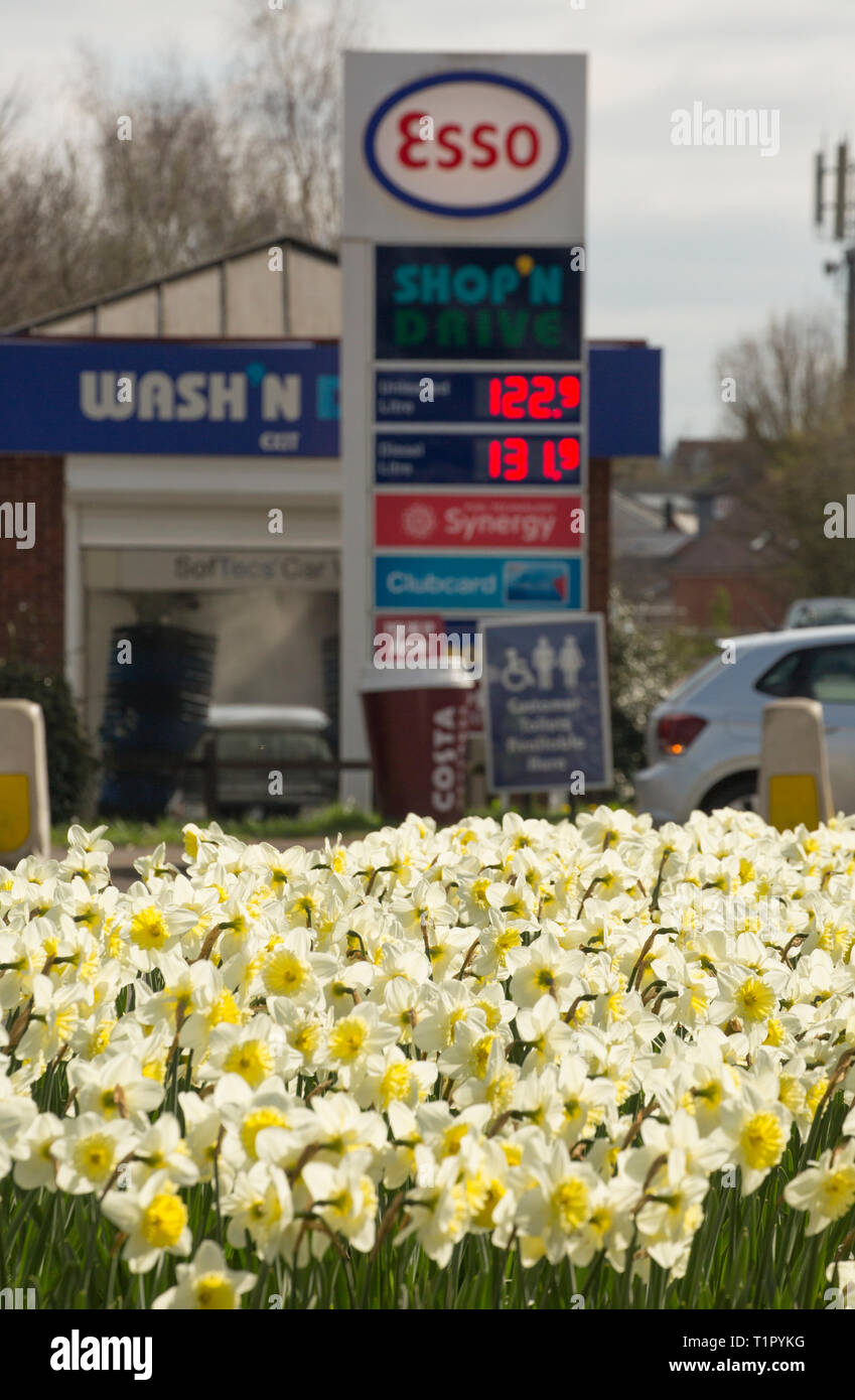 Daffodils near the end of March 2019 growing on a roadside verge next to a busy road and Esso fuel station in Gillingham, North Dorset, England UK GB Stock Photo