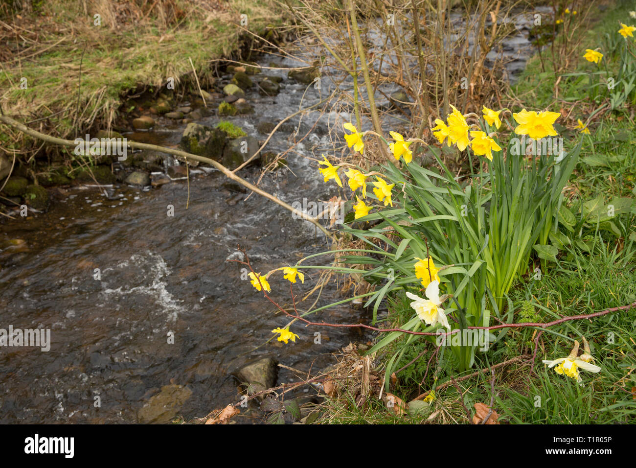 Daffodils growing on the banks of White Hough Water in the village of