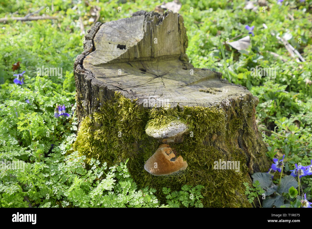 Mushroom tinder on a stump of sawn plum overgrown with moss. Stock Photo