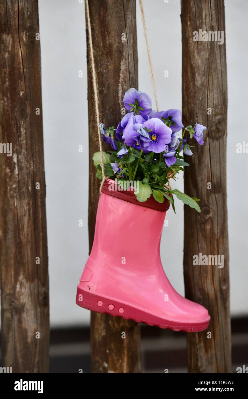 Rubber boot as flower pot, Germany, city of Hilkerode, 26. March 2019 ...