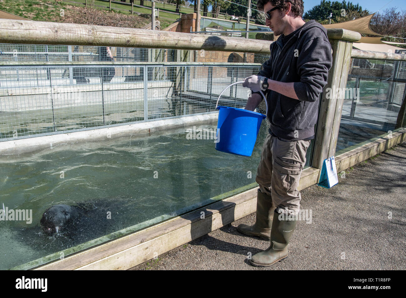 Cornish Seal Sanctuary, Gweek, Cornwall, UK. 28th Mar, 2019. Rescued grey seal Stevie affected by the uncertainty around Brexit. Joe More feeding Steve the seal Stevie’s pool refurbishment was going to take around 6 weeks to complete and is due to be ready on the 28th March as no one was prepared to take any chances to move Stevie any later than the planned Brexit ruling date! If the Pool is not ready before the Brexit date, there are many issues that would mean Stevie would not be able to return back to his home in Belgium. Credit: kathleen white/Alamy Live News Stock Photo