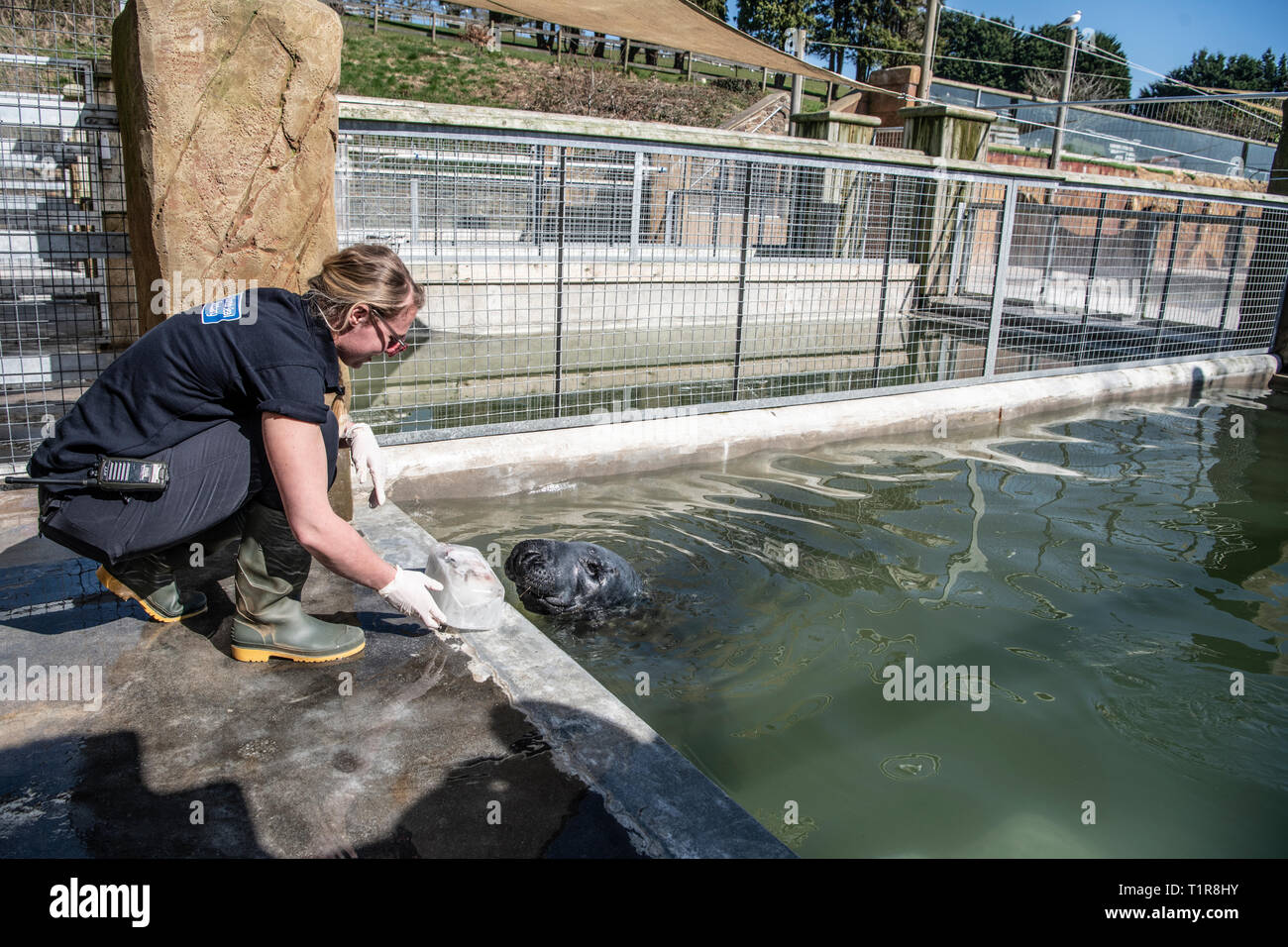 Cornish Seal Sanctuary, Gweek, Cornwall, UK. 28th Mar, 2019. Rescued grey seal Stevie affected by the uncertainty around Brexit. Grace Jones feeds Frozen fish to Steve as a treat Stevie’s pool refurbishment was going to take around 6 weeks to complete and is due to be ready on the 28th March as no one was prepared to take any chances to move Stevie any later than the planned Brexit ruling date! If the Pool is not ready before the Brexit date, there are many issues that would mean Stevie would not be able to return back to his home in Belgium. Credit: kathleen white/Alamy Live News Stock Photo
