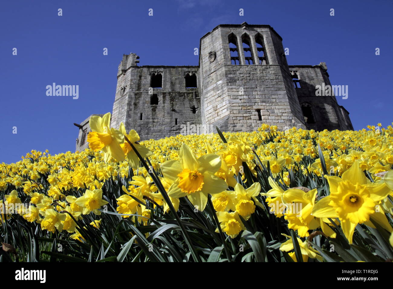 Northumberland, UK. 28th March, 2019. Warkworth Castle with Daffodils for Mothering Sunday