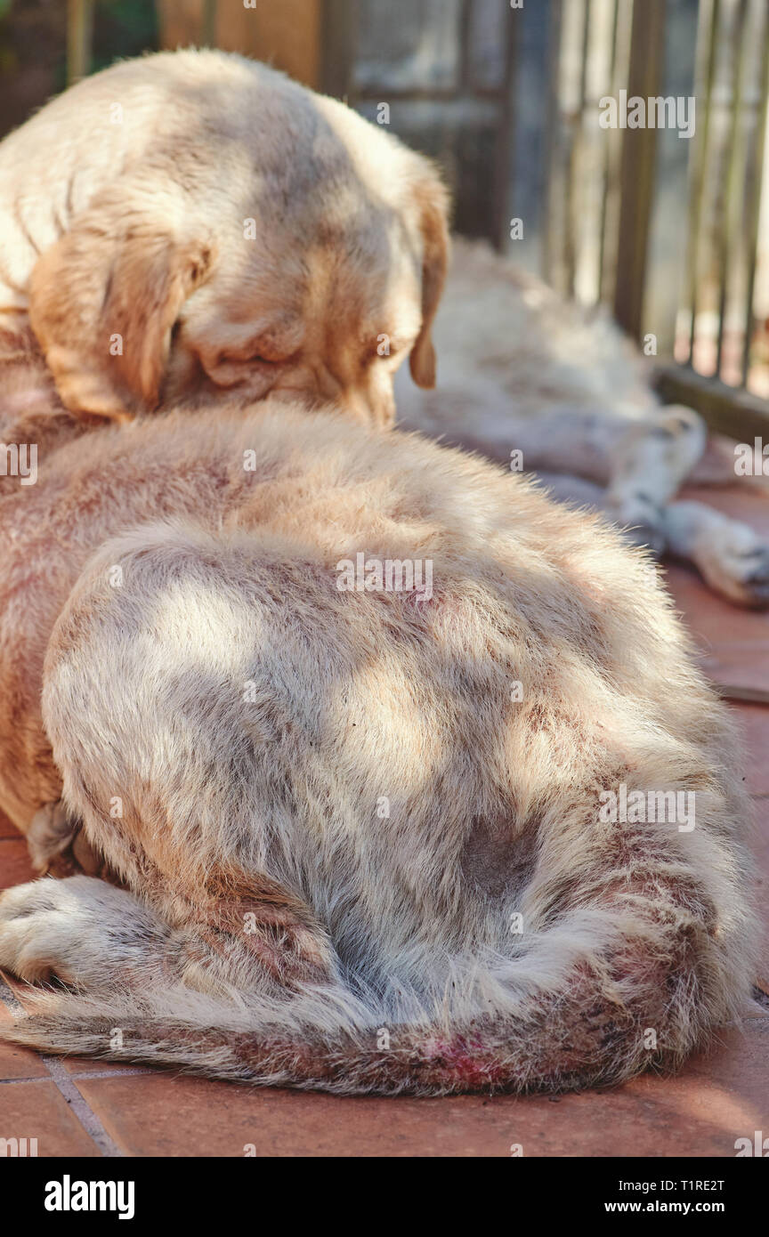 Labrador damaged tail with blood. Dog fungus decease Stock Photo