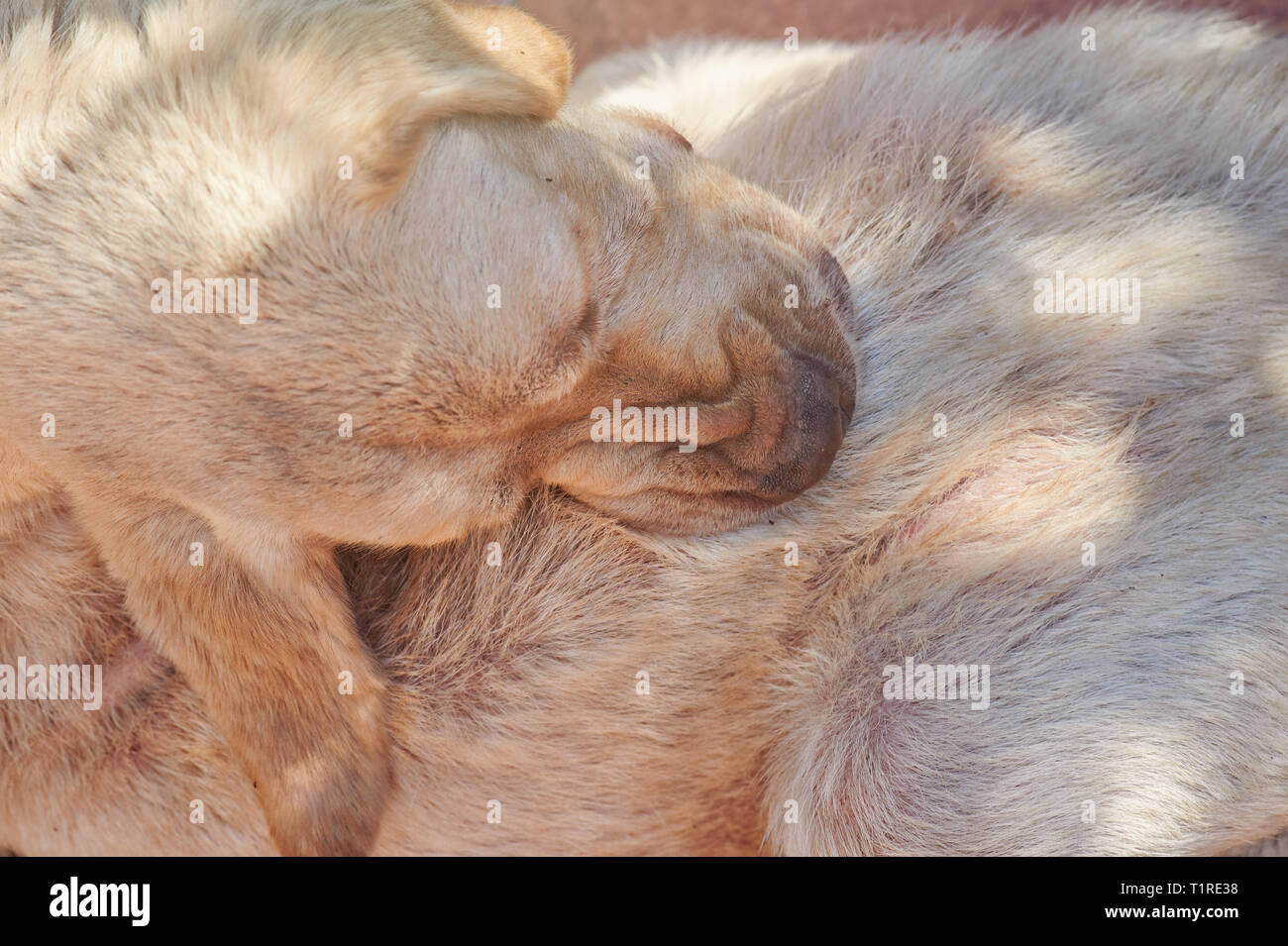 Dog bite himself. Scratching from flea parasite theme Stock Photo