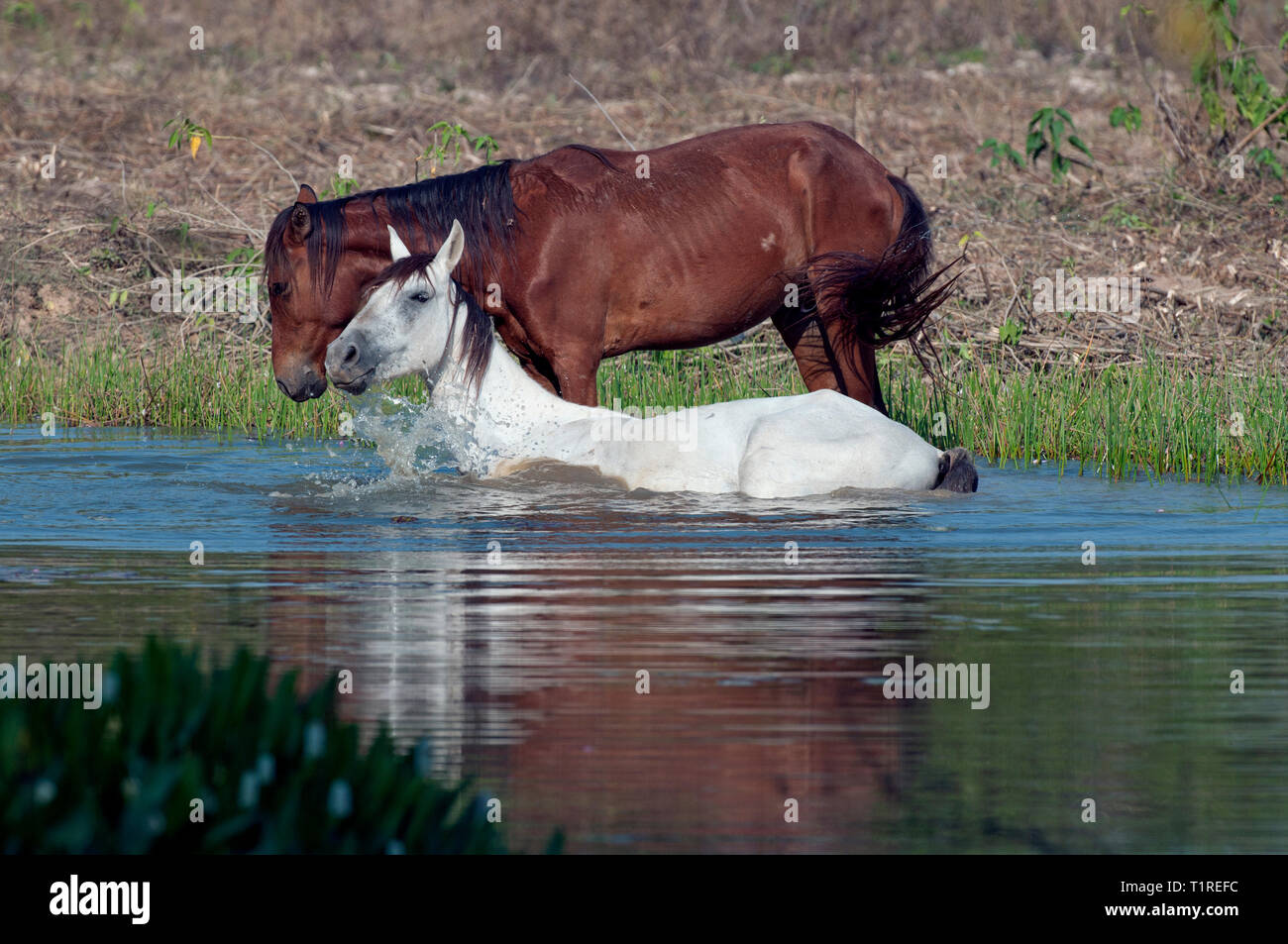 Two horses in a pond in The Pantanal in Brazil Stock Photo