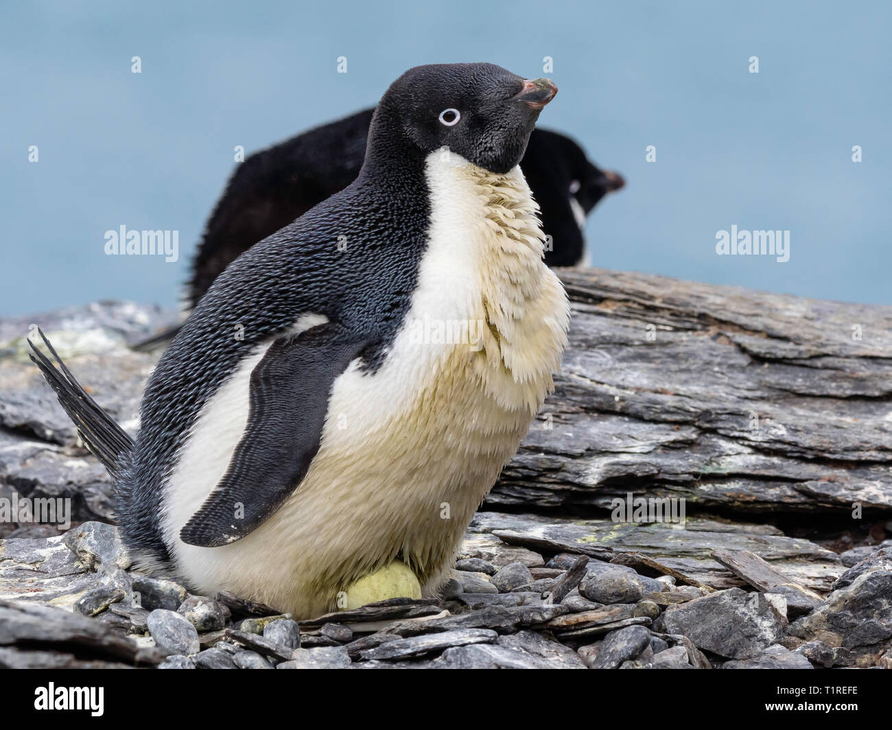 Adélie penguin (Pygoscelis adeliae) sitting on egg, Shingle Cove, Coronation Island, South Orkney Islands, Antarctica. Stock Photo