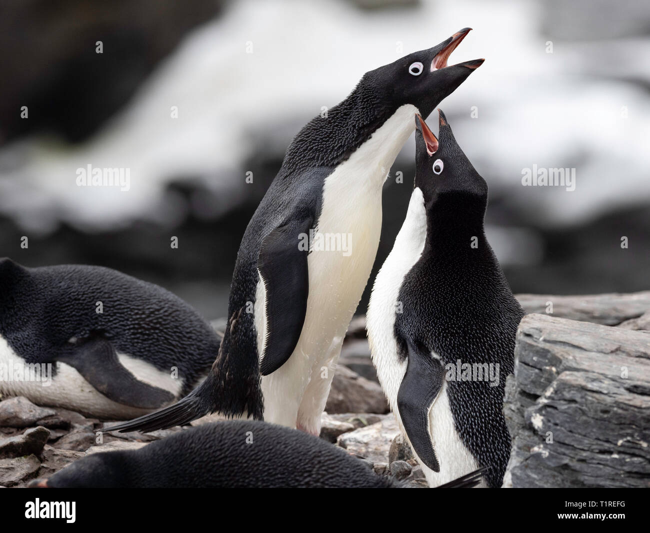 Adelie penguins (Pygoscelis adeliae) courtship display, Shingle Cove, Coronation Island, South Orkney Islands, Antarctica Stock Photo
