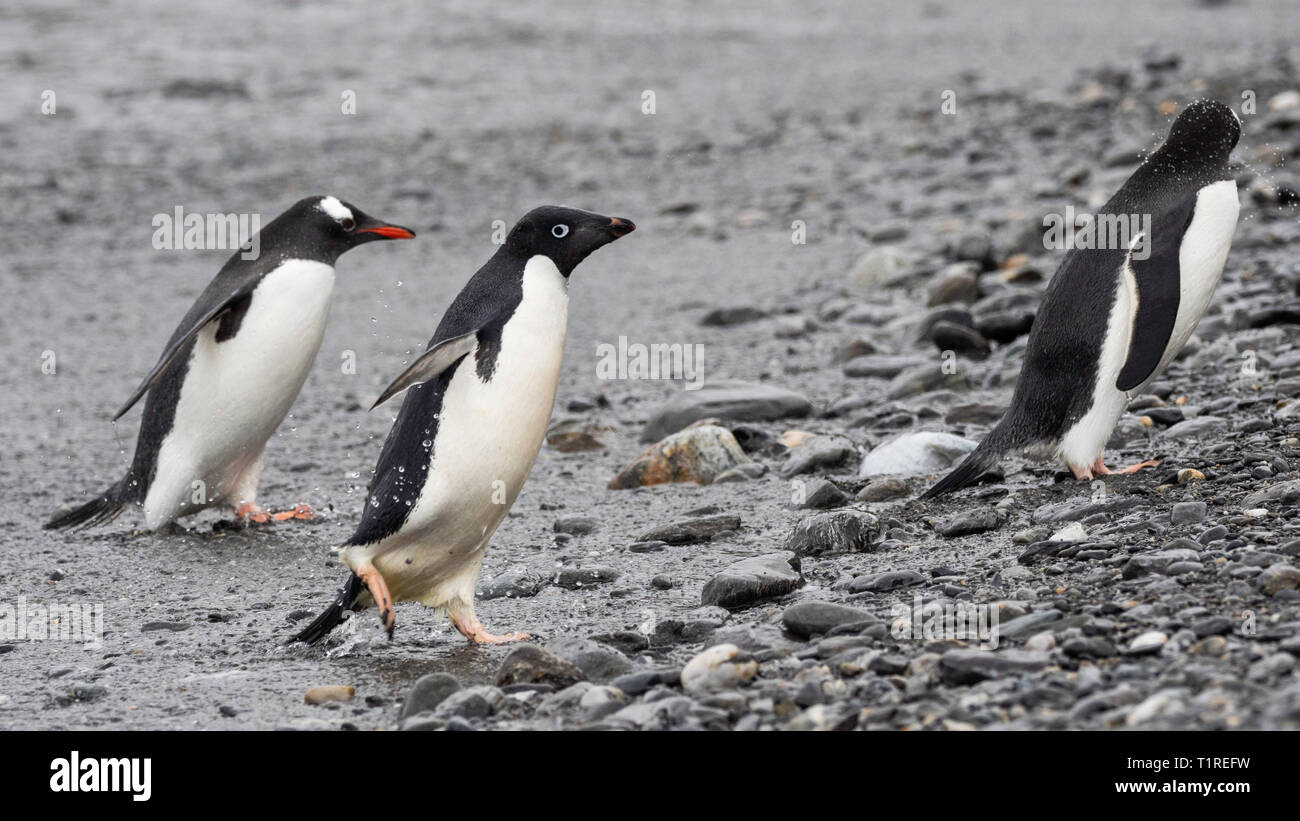 Rush hour, Adelie and Gentoo penguins (Pygoscelis adeliae), Shingle Cove, Coronation Island, South Orkney Islands, Antarctica Stock Photo