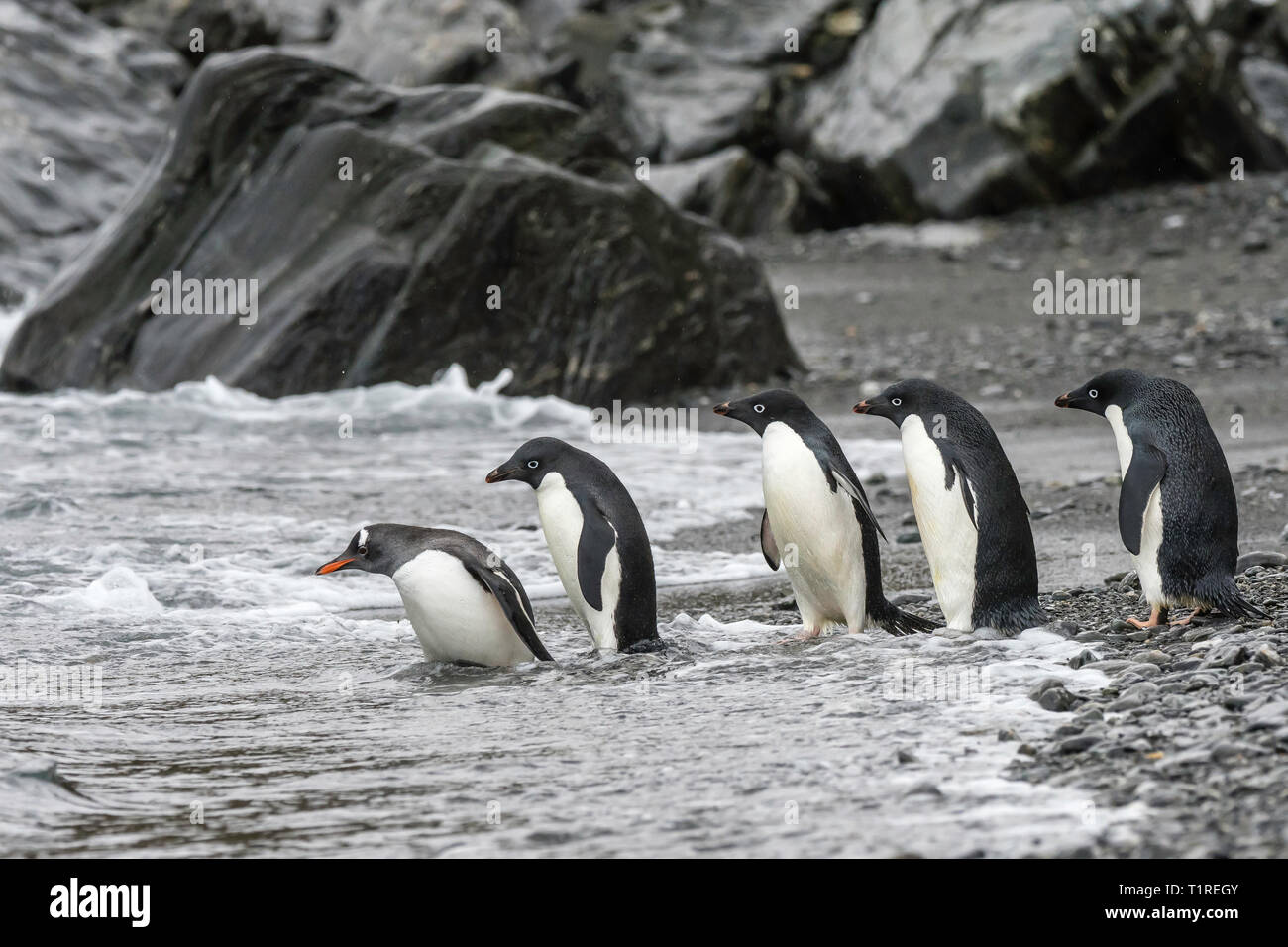 Adelie penguins (Pygoscelis adeliae), heading to sea, Shingle Cove, Coronation Island, South Orkney Islands, Antarctica Stock Photo