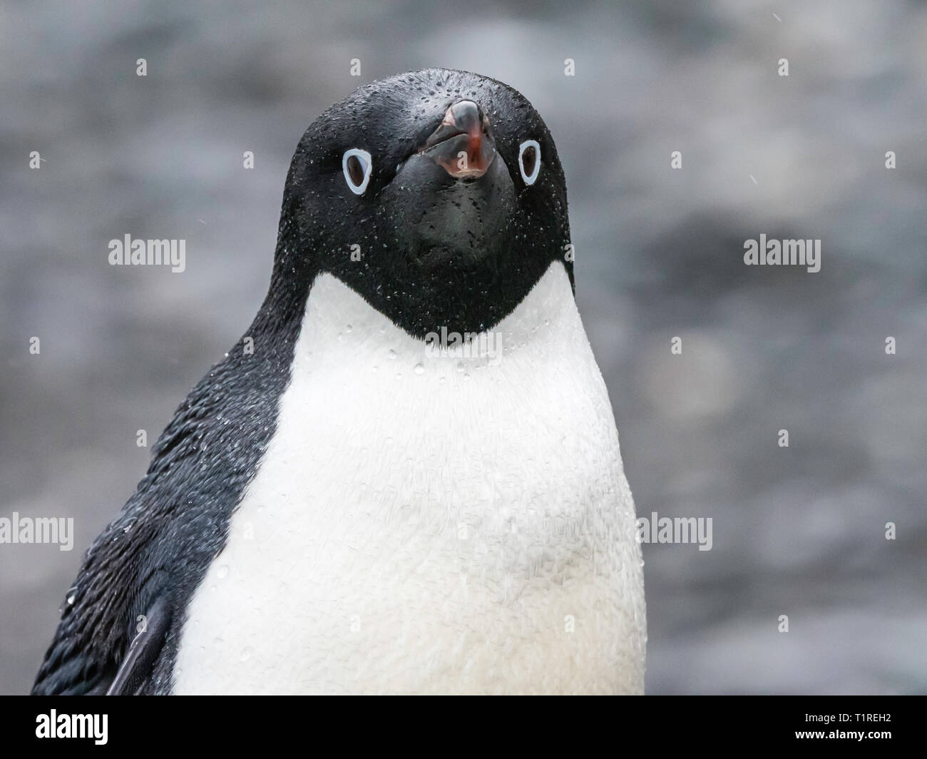 Coffey penguins hi-res stock photography and images - Alamy