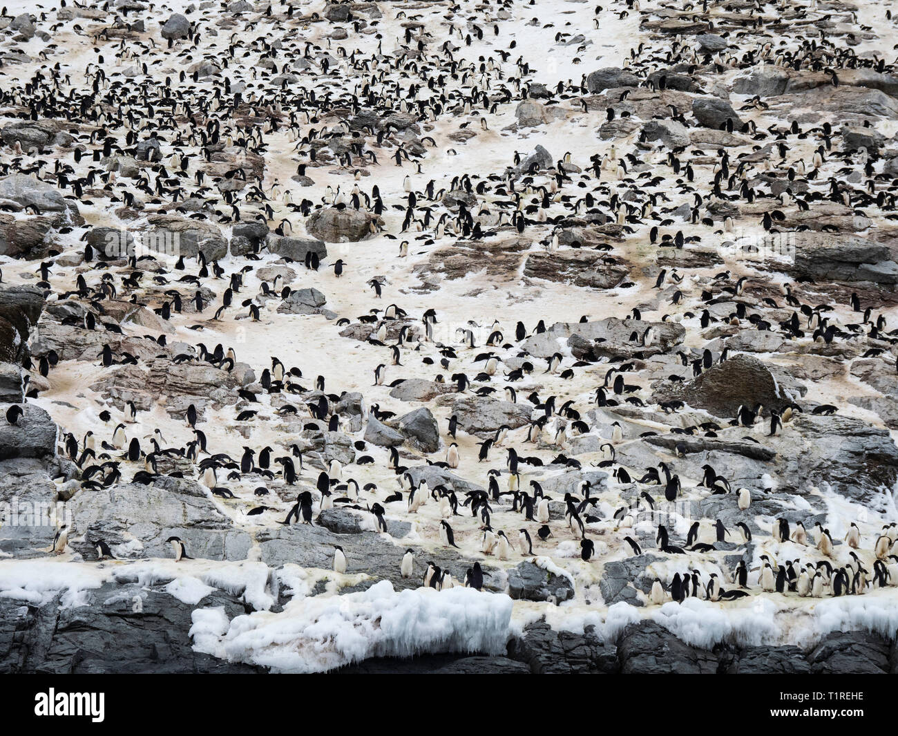 Adelie penguin (Pygoscelis adeliae) colony, Heroina Island, Danger Islands, Weddell Sea, Antarctica Stock Photo