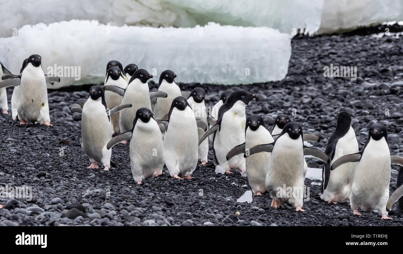 Adelie penguins (Pygoscelis adeliae) Brown Bluff, Antarctic Sound, Antarctica Stock Photo