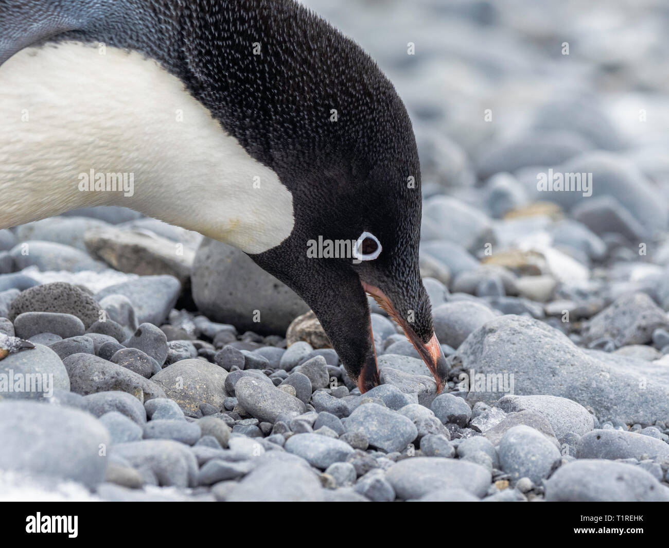 Adélie penguin (Pygoscelis adeliae) picking a stone for it’s nest, Brown Bluff, Antarctic Sound, Antarctica Stock Photo