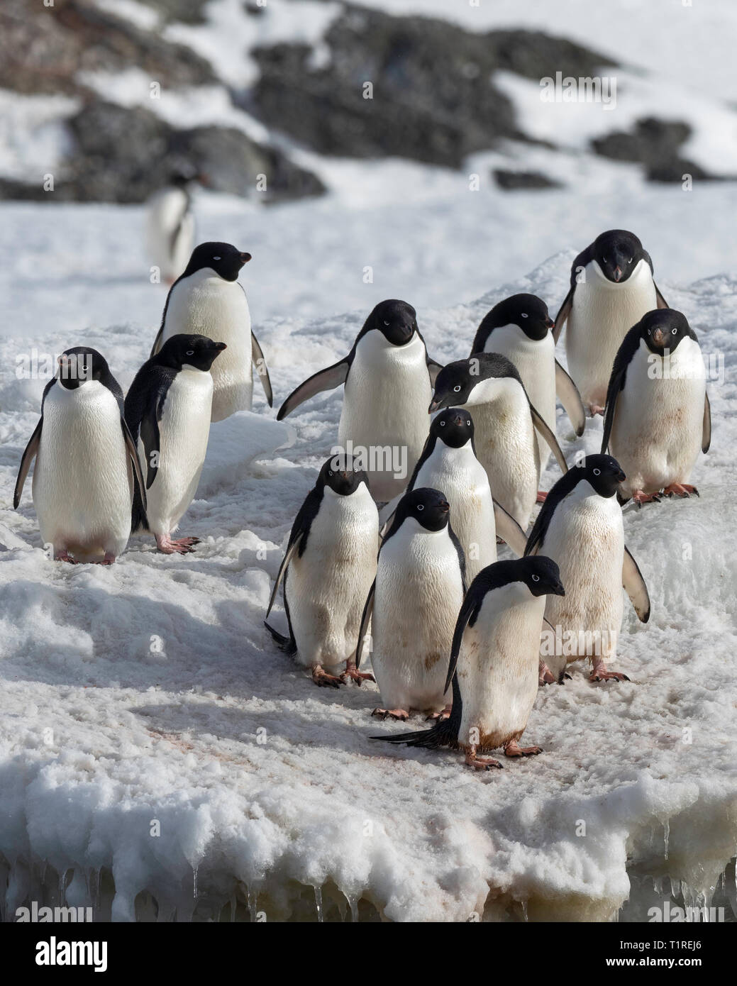 Adelie penguins (Pygoscelis adeliae), Dundee Island, Antarctic Sound, Antarctica Stock Photo