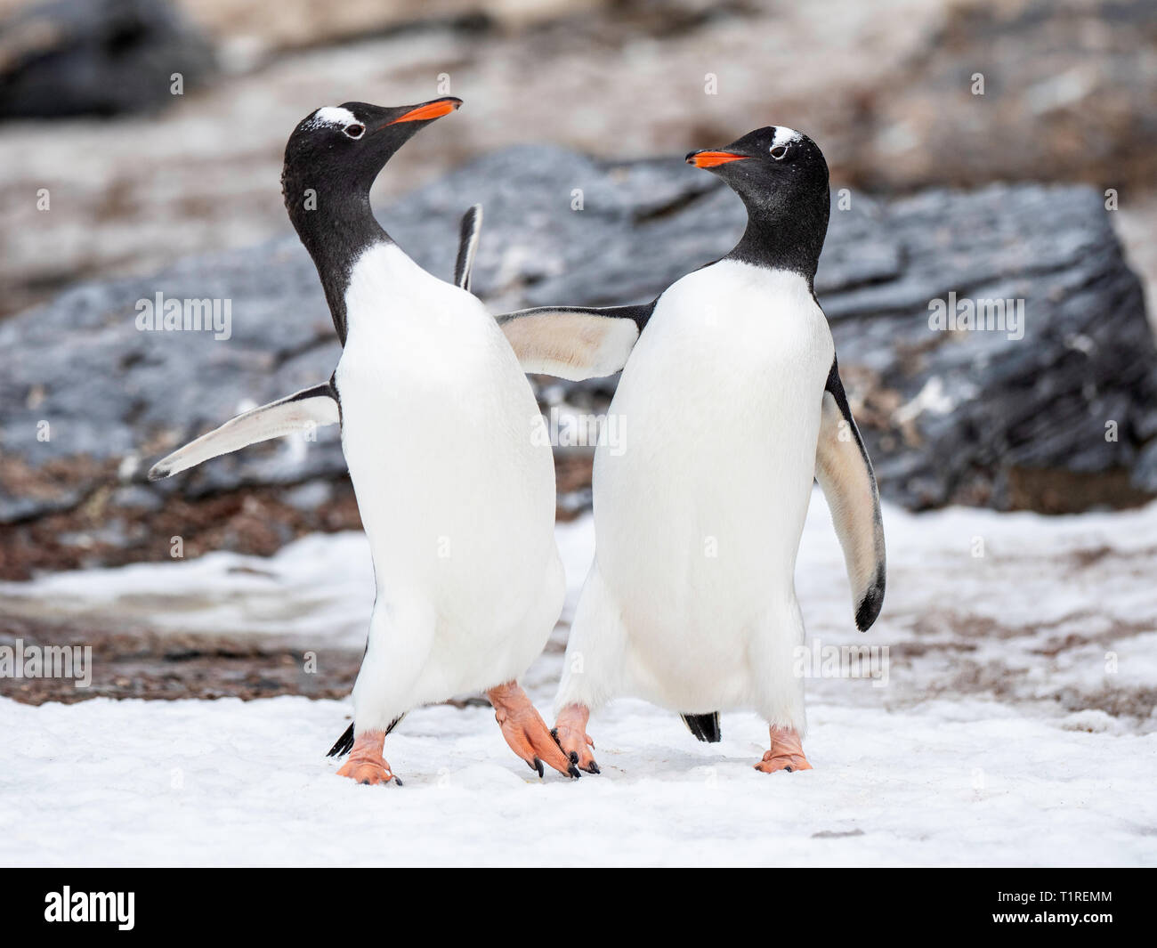 Gentoo penguins (Pygoscelis papua) courtship display, Shingle Cove, Coronation Island, South Orkney Islands, Antarctica Stock Photo