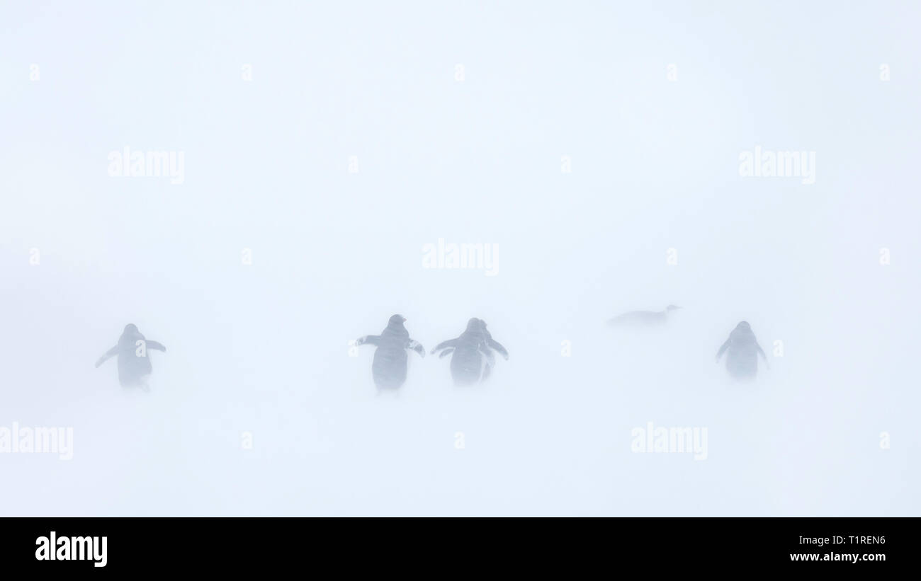 Gentoo penguins (Pygoscelis papua) disappearing in a white out,  Wilhamena Bay, Antarctica Stock Photo