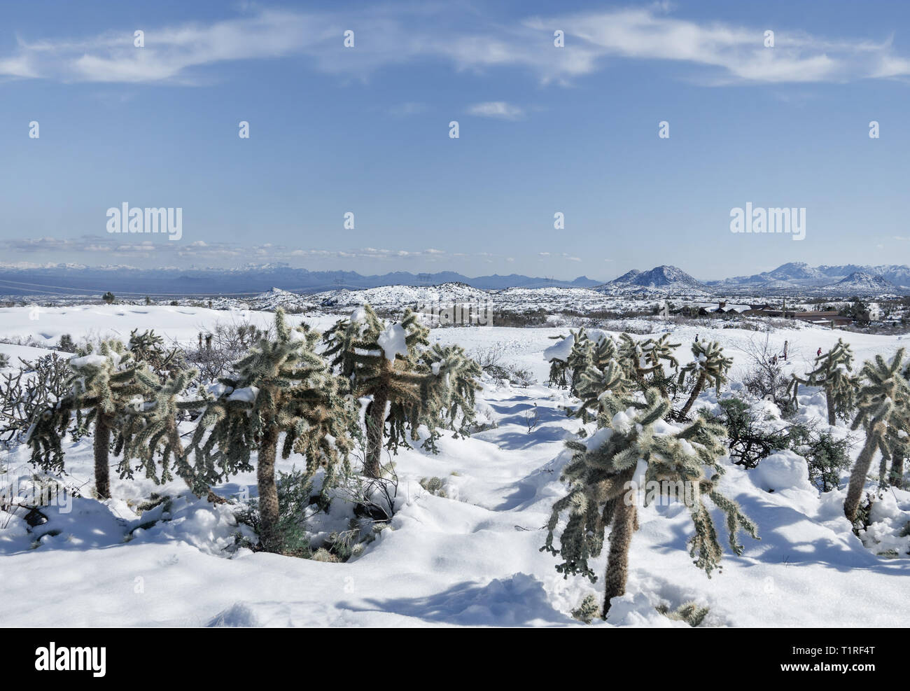 Unusual weather snow in the Sonoran desert, Phoenix,Arizona,SUA Stock