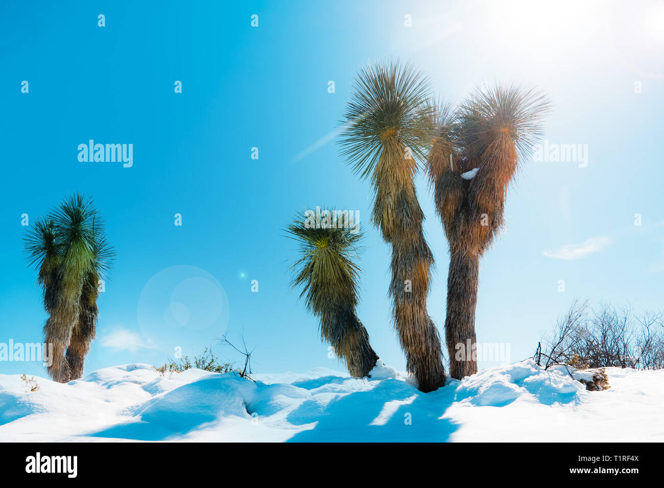 Unusual weather snow in the Sonoran desert, Phoenix,Arizona,SUA Stock