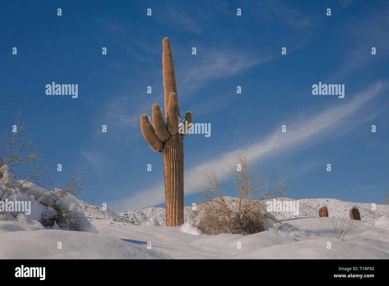 Unusual weather snow in the Sonoran desert, Phoenix,Arizona,SUA Stock
