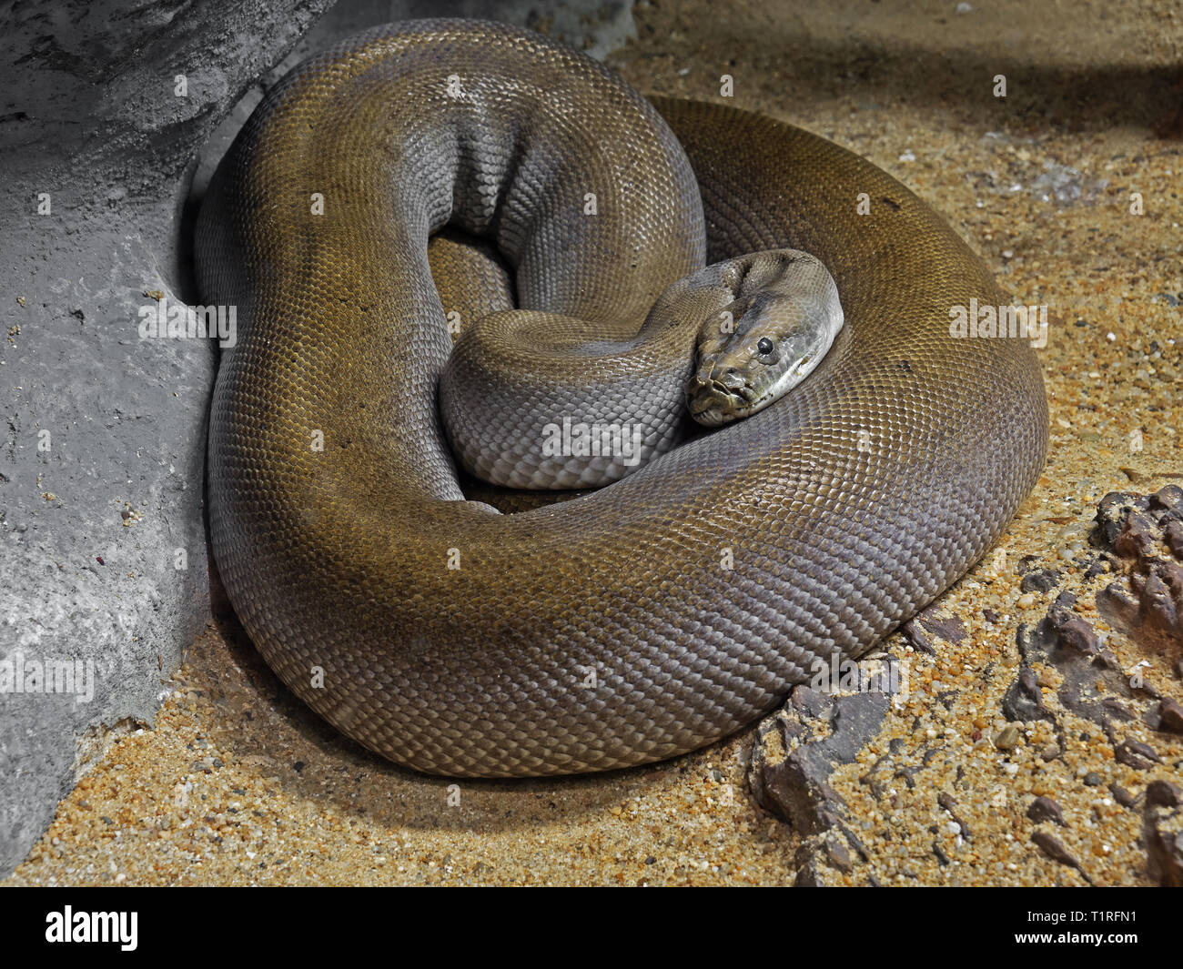 Closeup Patternless Green Burmese Python on Sand Stock Photo