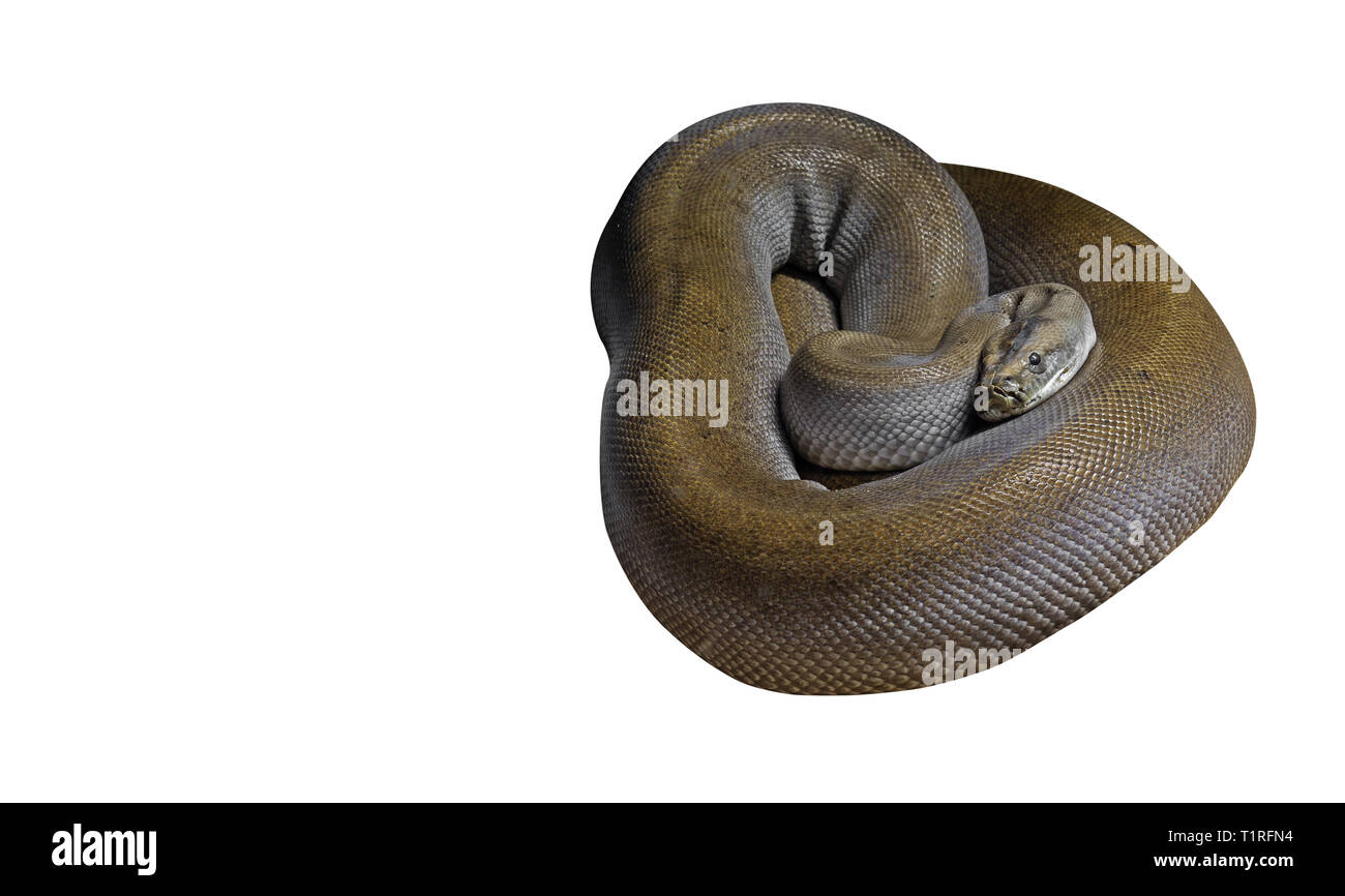 Patternless Green Burmese Python Isolated on White Background, Clipping Path Stock Photo