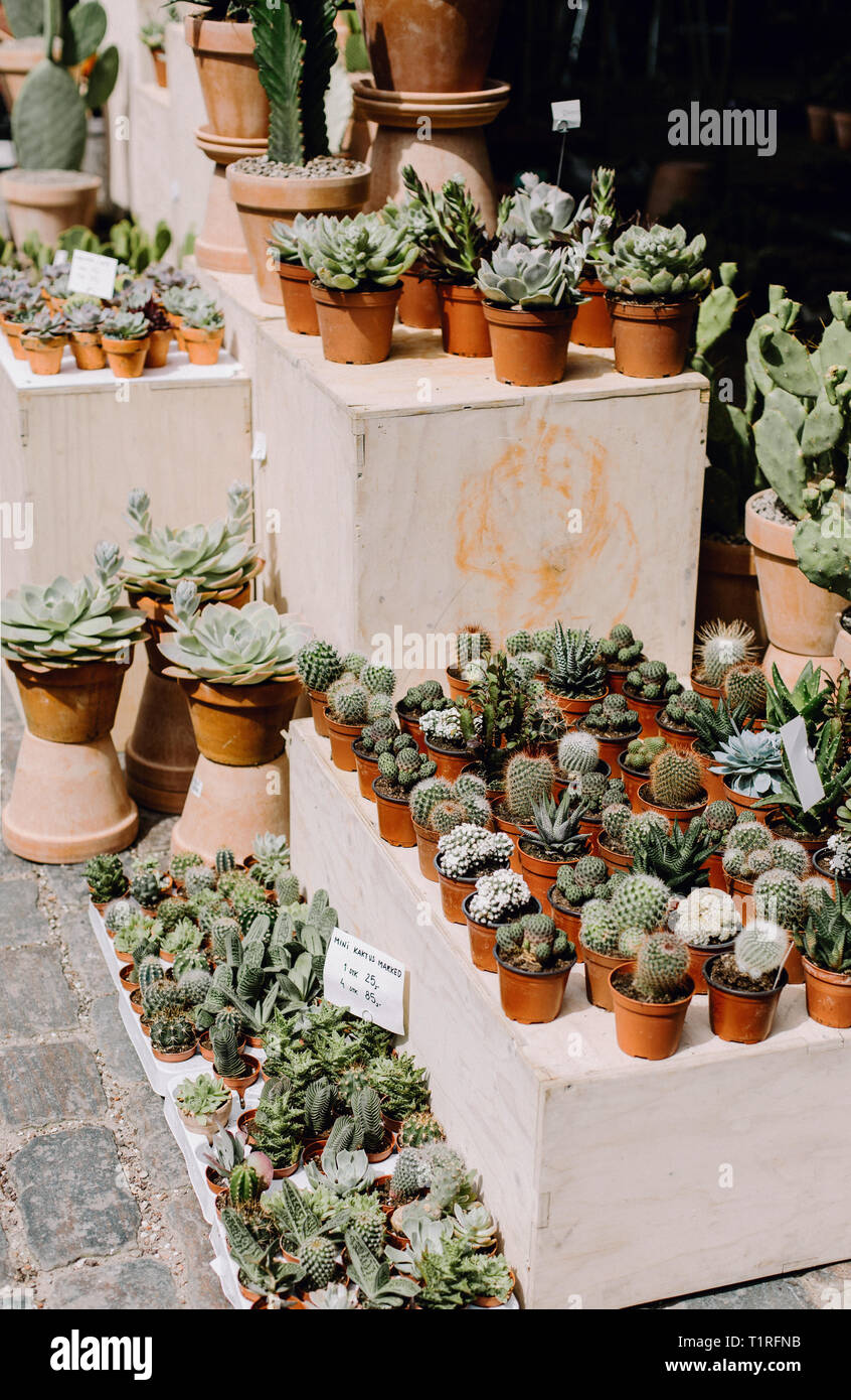 Cactus and succulent plants for sale at a market in Copenhagen, Denmark Stock Photo Alamy
