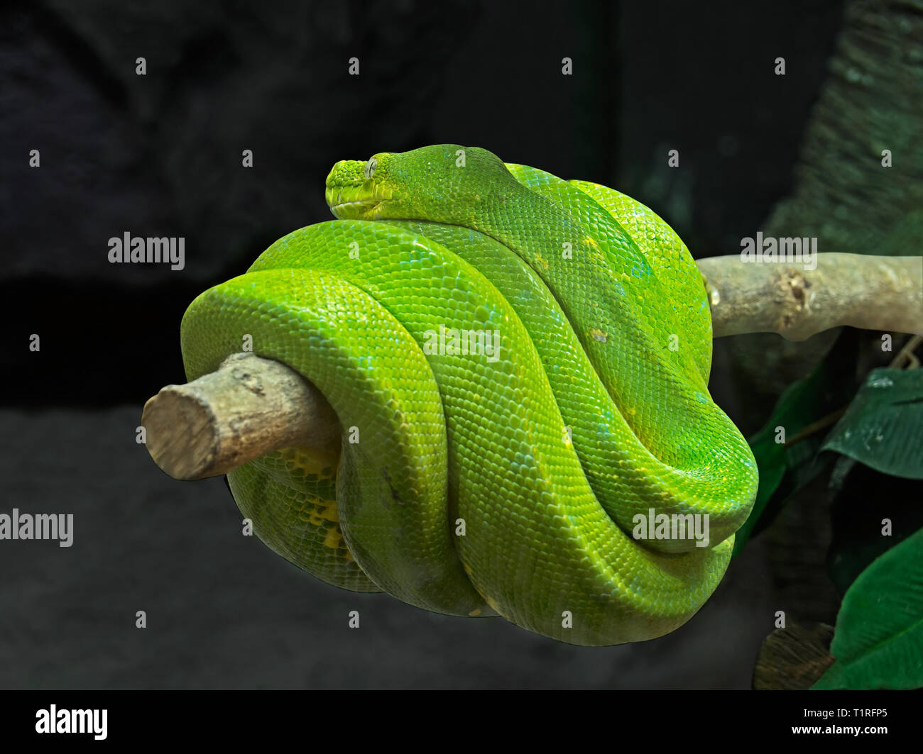 Green tree python coiled hi-res stock photography and images - Alamy