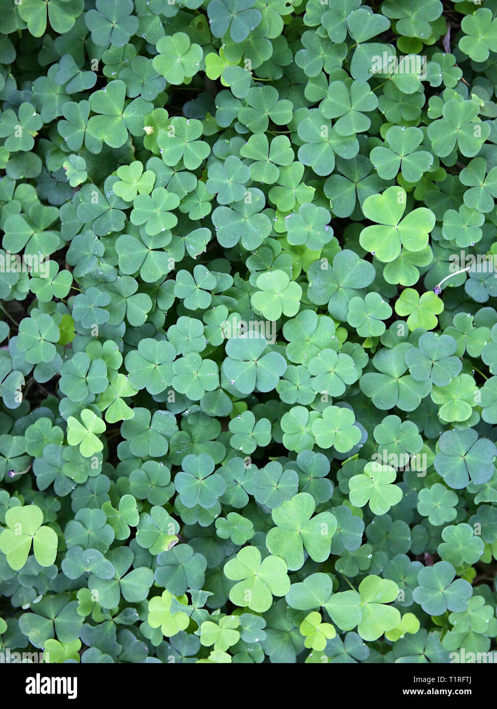 Oxalis Plant High Resolution Stock Photography And Images Alamy