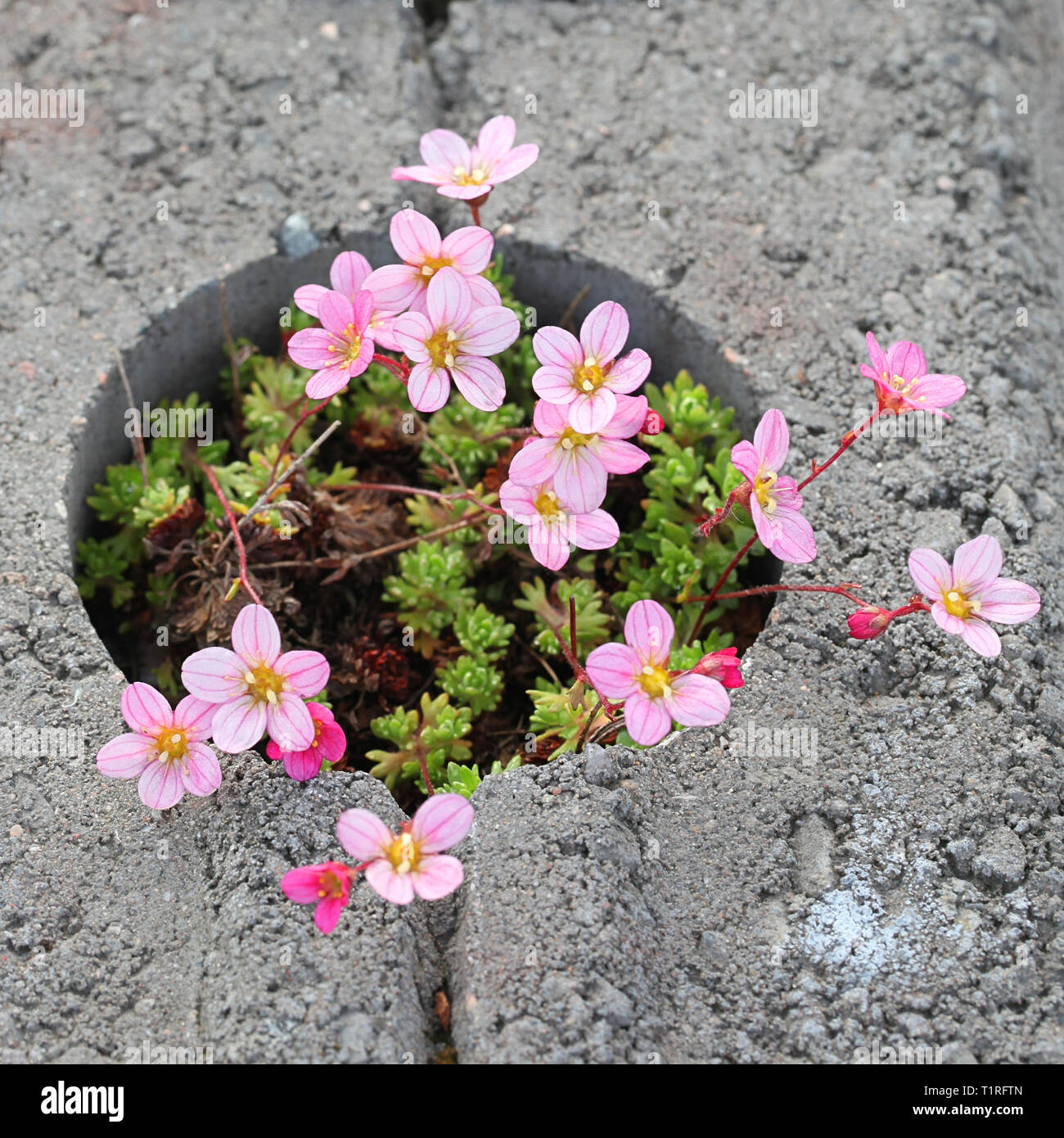 Saxifraga × arendsi, commonly called mossy saxifrage or mossy rockfoil Stock Photo