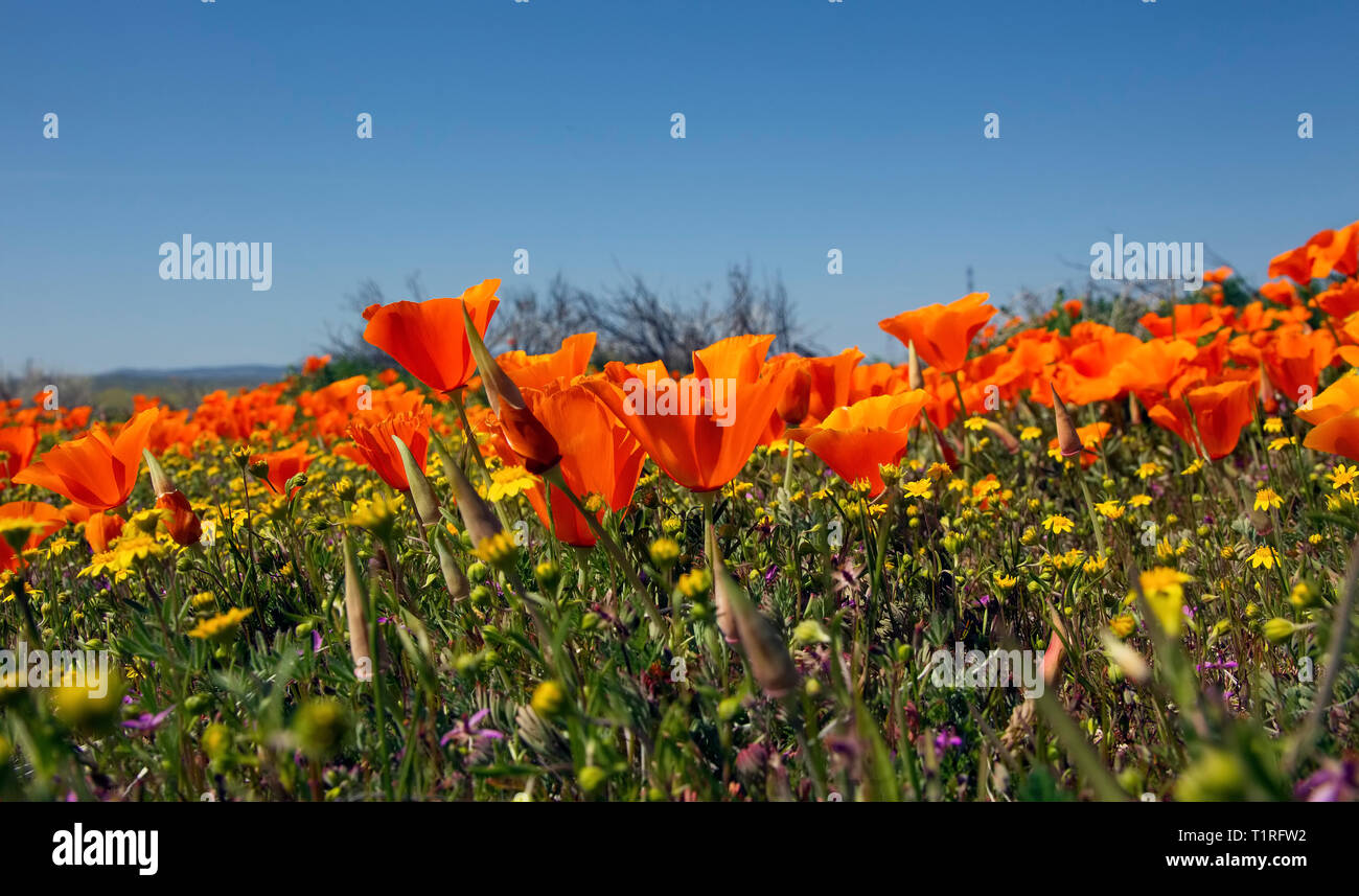 Poppies in Lancaster California Stock Photo - Alamy