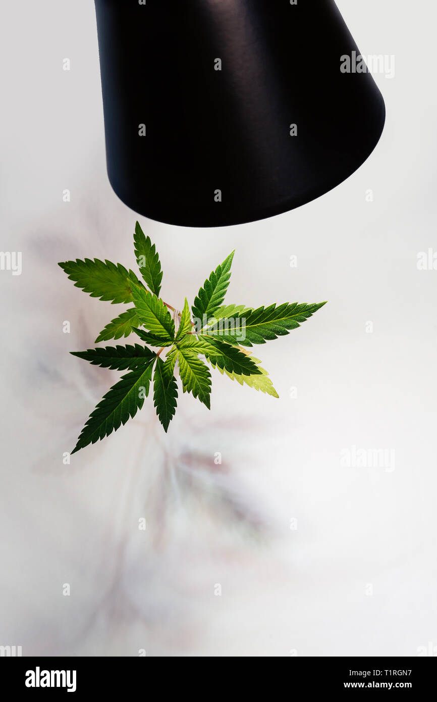 LED lamp shines with red and blue light on plants cannabis. Light bulb
