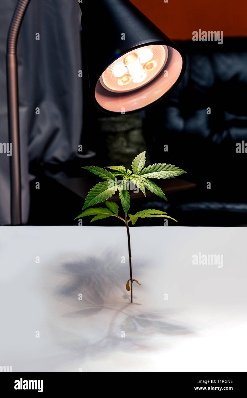 LED lamp shines with red and blue light on plants cannabis. Light bulb