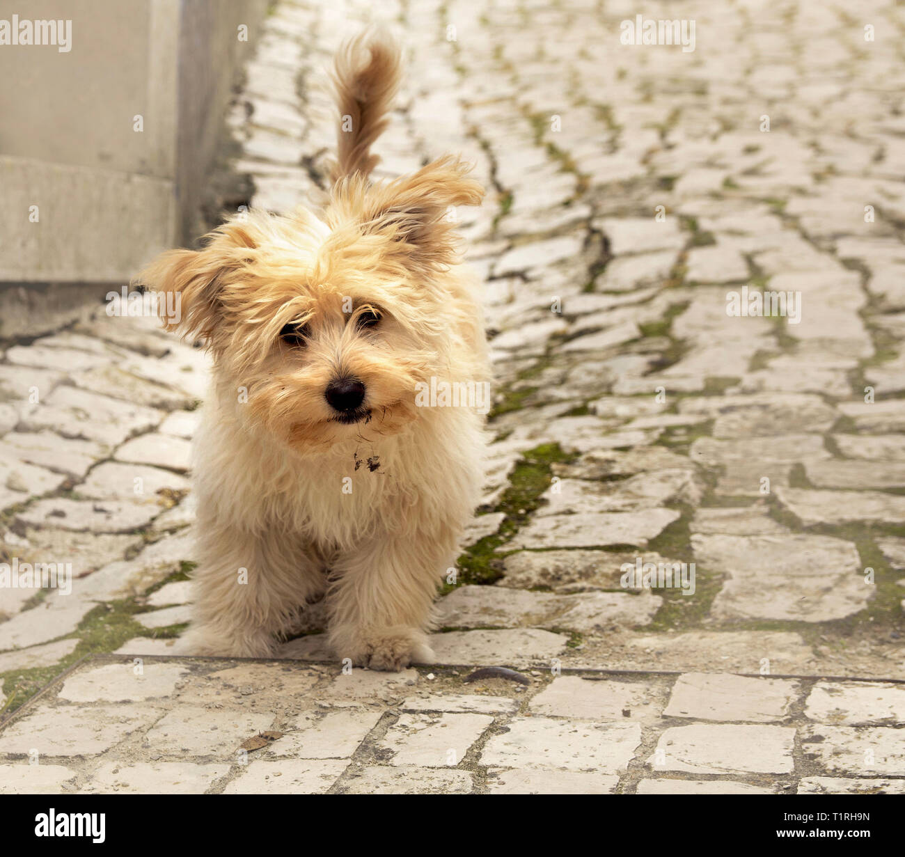 Portrait of a cream coloured Yorkshire terrier on an old cobbled street in Obidos, Portugal Stock Photo