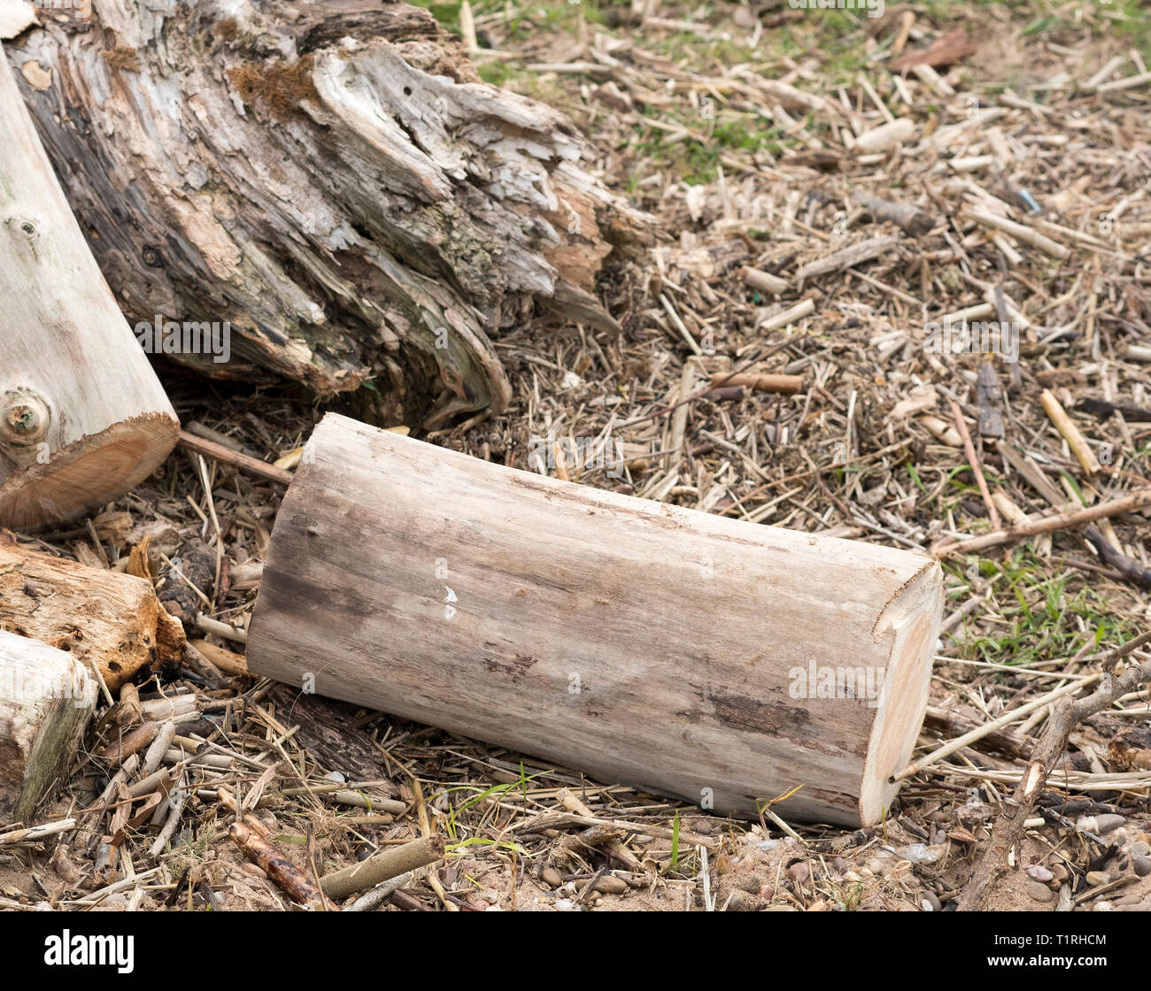 Old tree trunks and lumber washed up after a flood Stock Photo Alamy