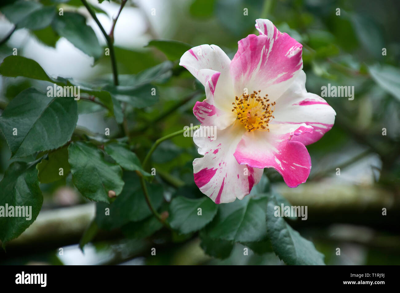 Chiang Mai Thailand, white and pink rose bloom in mae fah luang garden ...