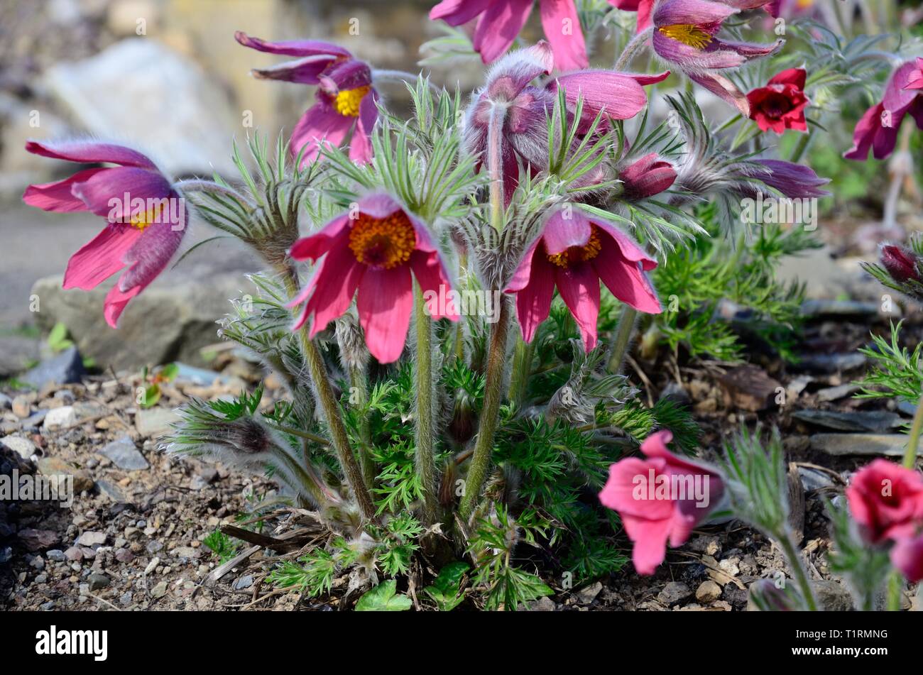Pulsatilla vulgaris Rubra red pasque flowers flower Stock Photo