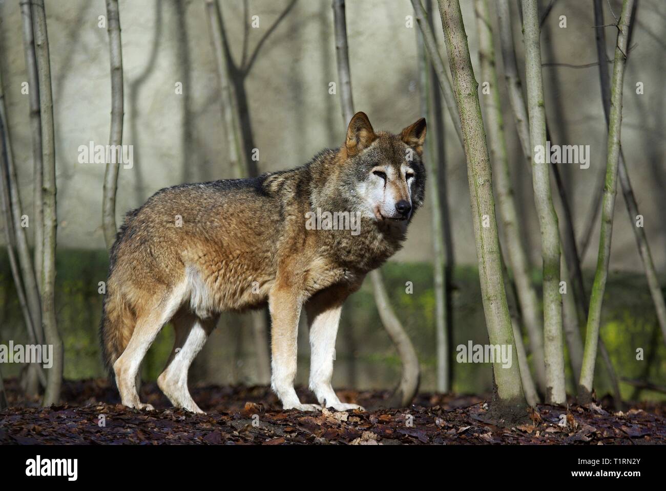 Wolf (Canis lupus) in front of young tree trunks. In the background is the wall of Pilsen ZOO. (CTK Photo/Roman Krompolc) Stock Photo