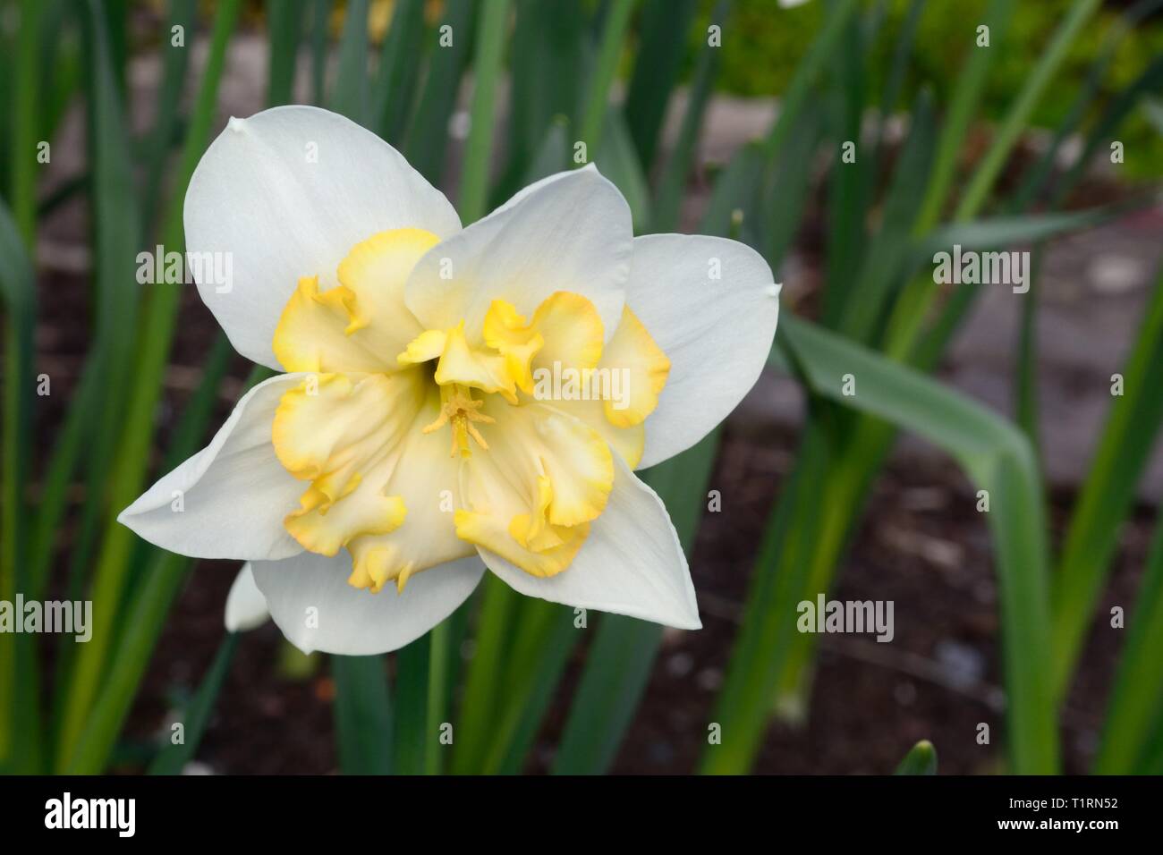 what is the corolla of a flower Cheaper Than Retail Price> Buy Clothing