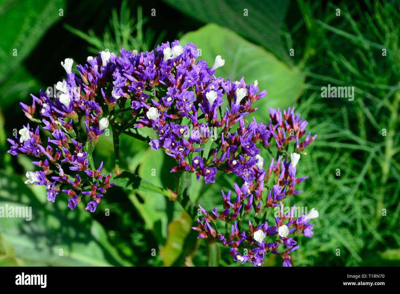 Limonium bourgaeii flowers Stock Photo