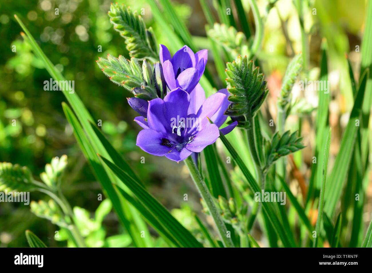 Babiana stricta blue freesia flowers Stock Photo